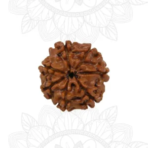 Vaibhav Gems Buy Rudraksha  Original Certified  7 Mukhi