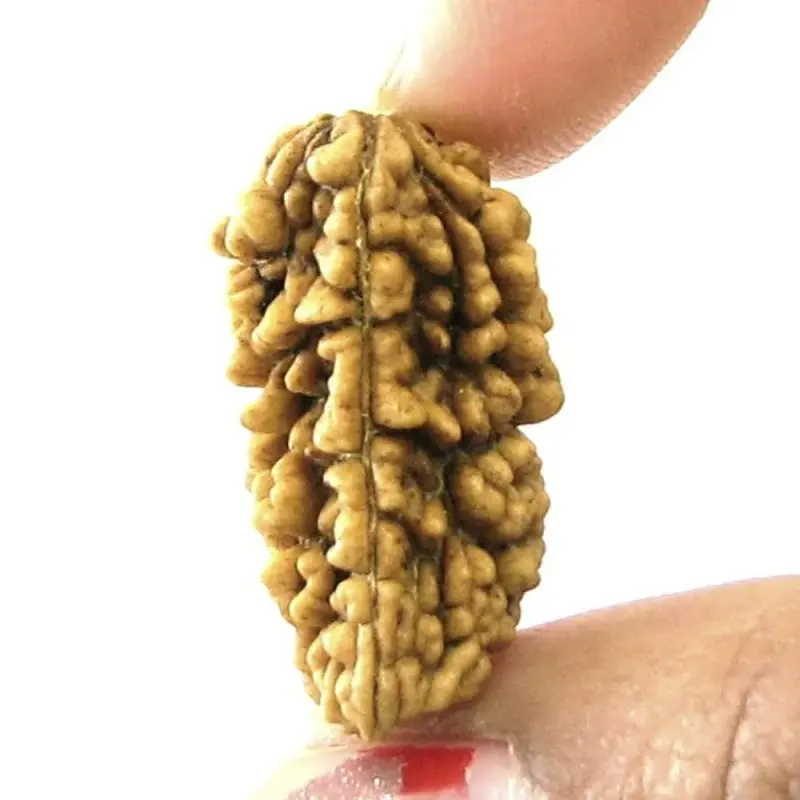Rudraksha-ek-mukhi-1