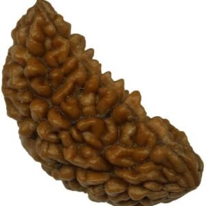 Vaibhav Gems Buy Rudraksha  Original Certified  Ek Mukhi
