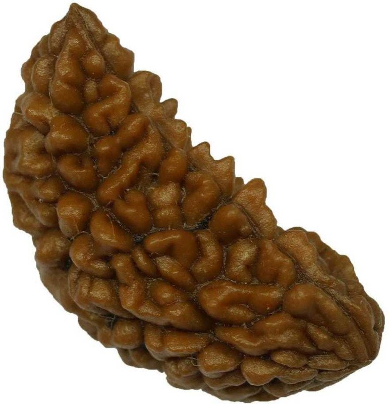 Vaibhav Gems Buy Rudraksha Original Certified Ek Mukhi
